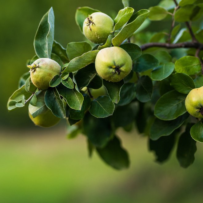 Permagold Apfel