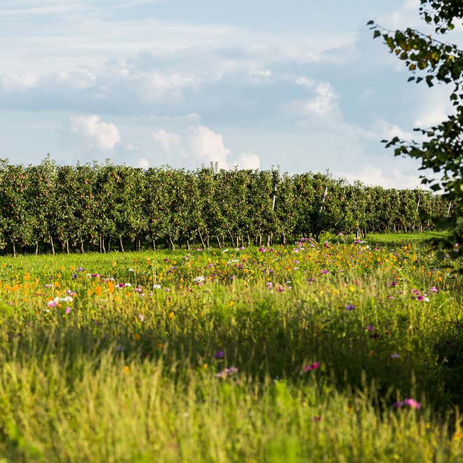 Permagold Blumenwiese